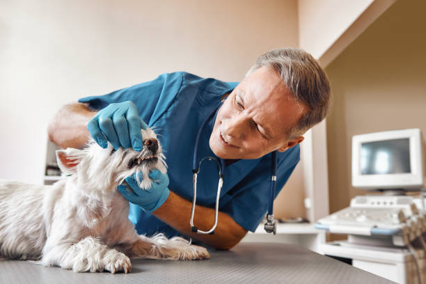 Best Dentist for Tooth Abscess  in Osceola, IN